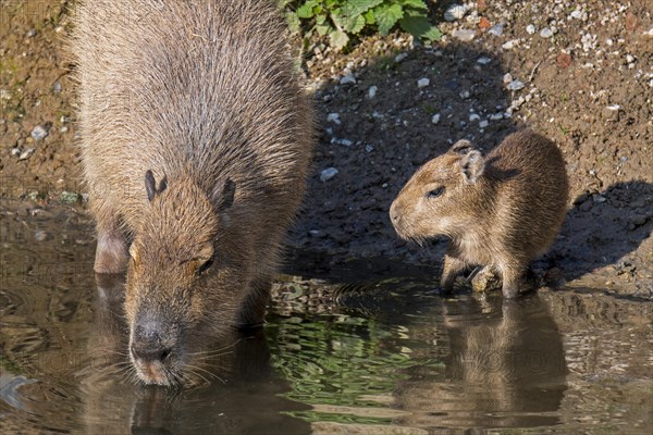 Capybara