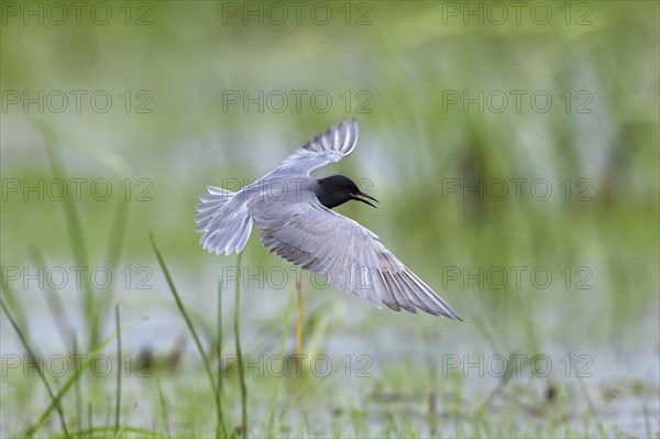 Black tern