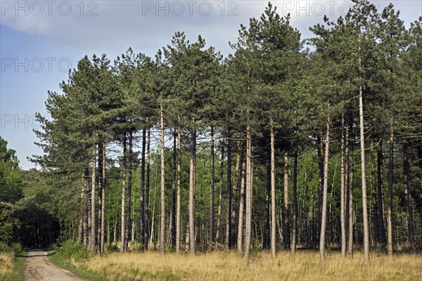 Coniferous forest with European black pines