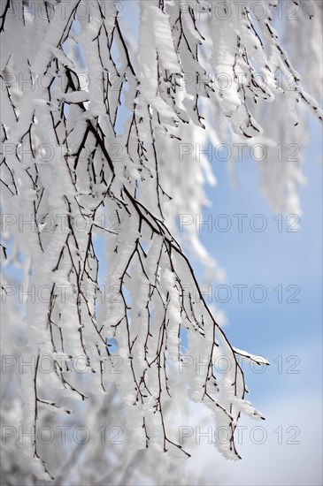 Twigs of broad-leaved tree covered in white hoar frost and snow in winter showing ice crystal formation pointing in same direction by wind