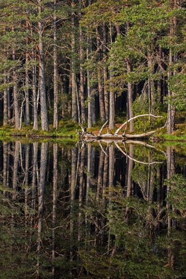 Scots pine trees on the shore of Loch Garten