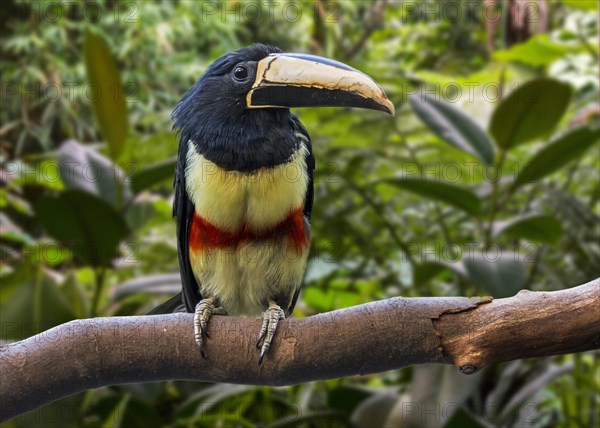 Black-necked aracari