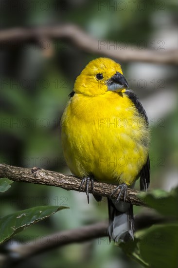 Golden grosbeak