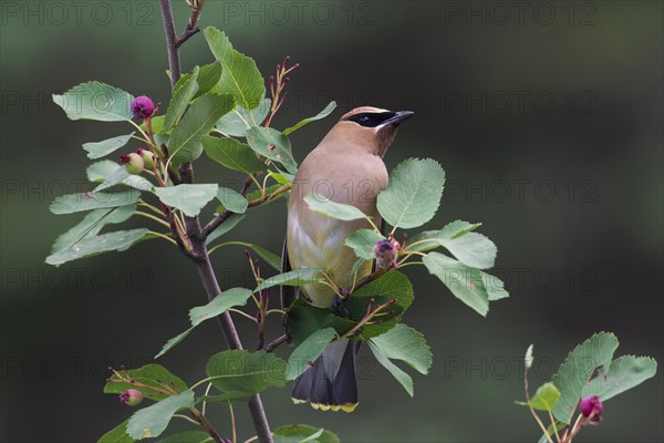 Cedar waxwing