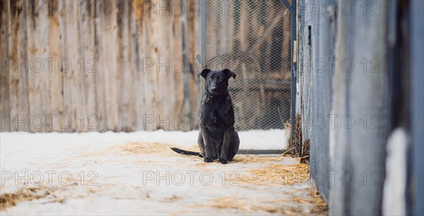 Cute black homeless mongrel dog looks lonely and sad at the camera in a shelter for homeless dogs