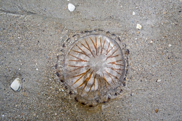 Compass jellyfish