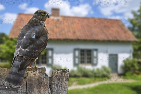 Eurasian sparrowhawk