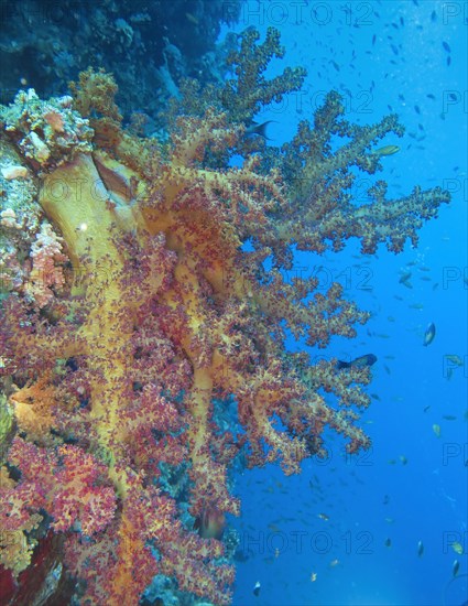 Colourful soft coral Dendronephthya