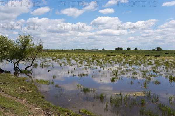 Fish pond