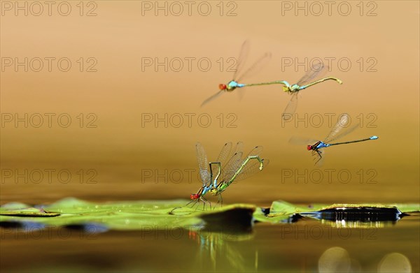 Small Red-eyed Damselfly