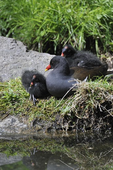 Common Moorhen