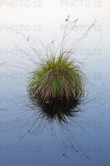 Tussock of purple moor grass