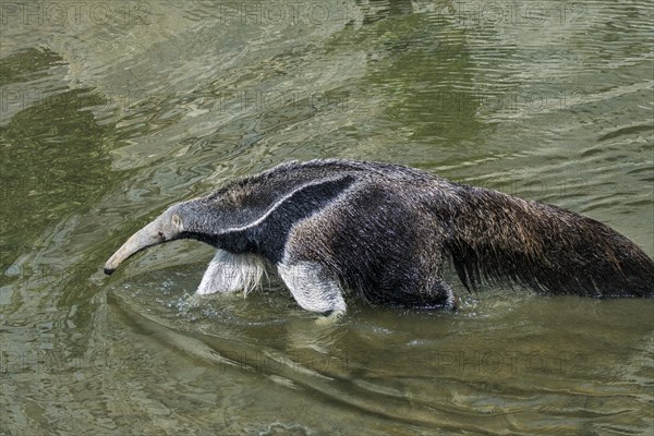 Giant anteater