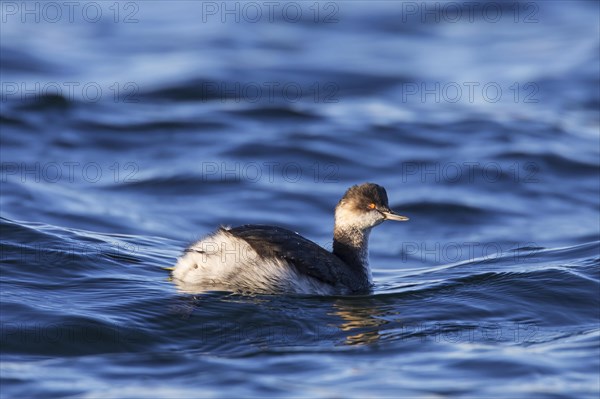 Black-necked grebe