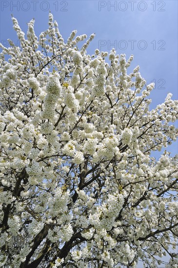 Cherry tree blossoming