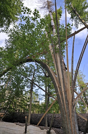 Storm damage in woodland showing snapped trees after hurricane passage