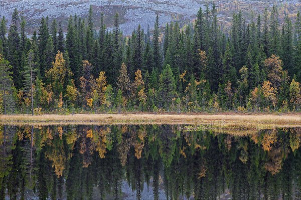 Reflection of pine trees in lake in autumn