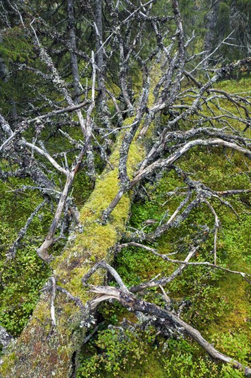 Fallen tree trunk covered in moss left to rot in old-growth forest