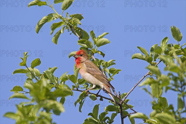 Common rosefinch