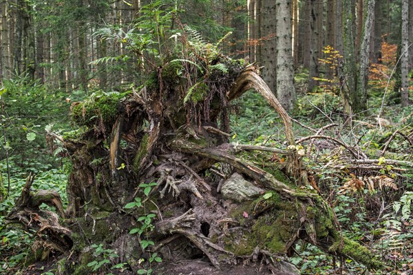 Uprooted spruce tree exposing its tree roots due to high winds in forest