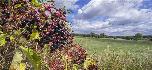 European elder