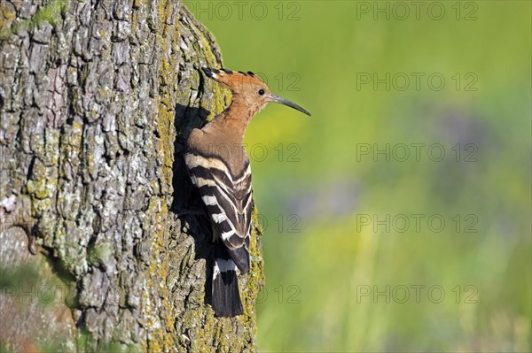 Eurasian hoopoe