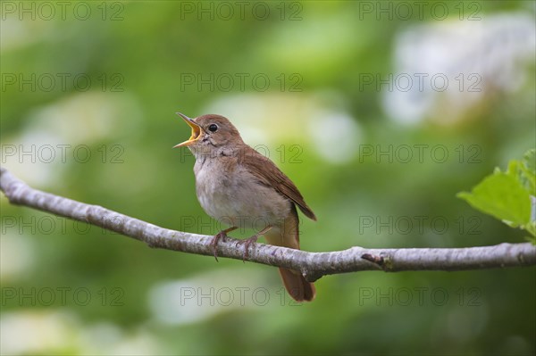 Singing common nightingale