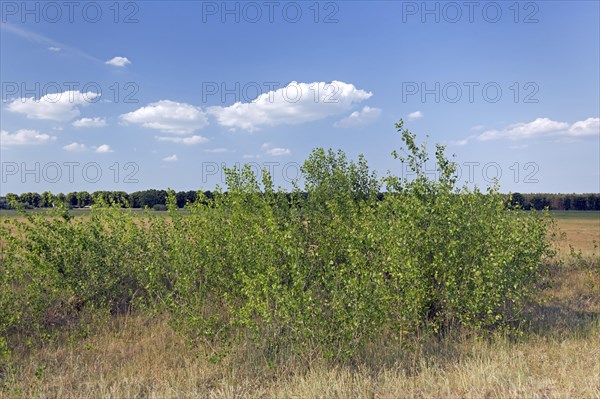 Black poplar