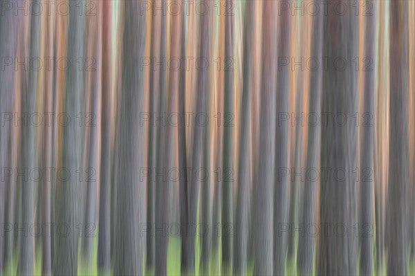 Abstract image of motion blurred Scots Pine