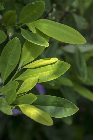 Amazonian coca