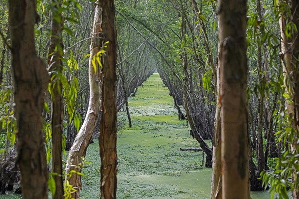 Channel in flooded mangrove in the Tra Su Cajuput Forest