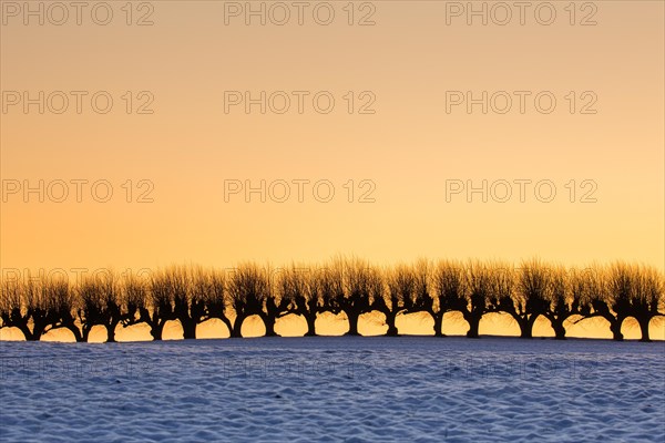 Row of pollarded European lime trees