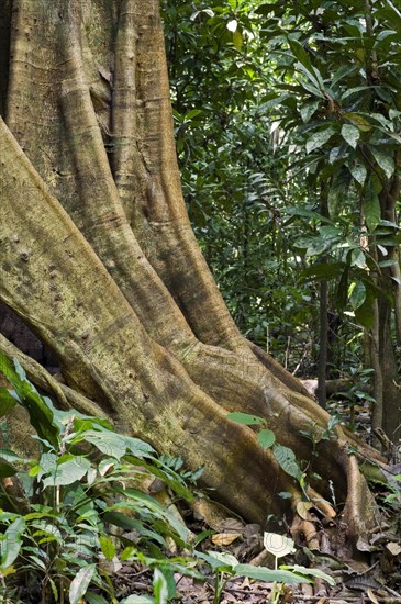 Buttress roots of fig tree