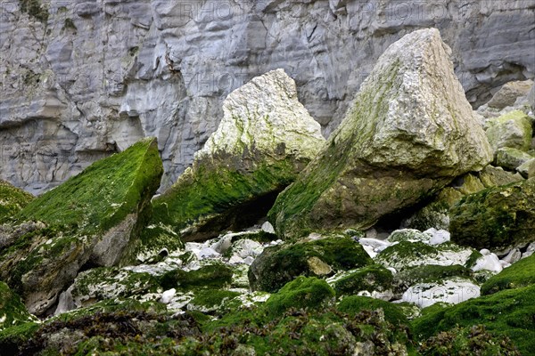 The white chalk cliffs and rocks covered in seaweed at low tide at Cap Blanc Nez