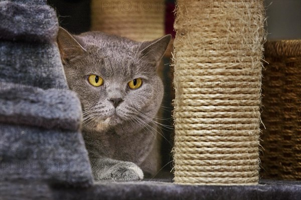 British Shorthair domesticated cat in house