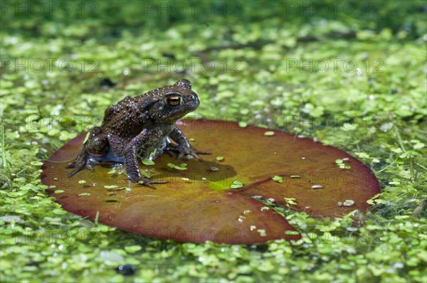 Juvenile common toad