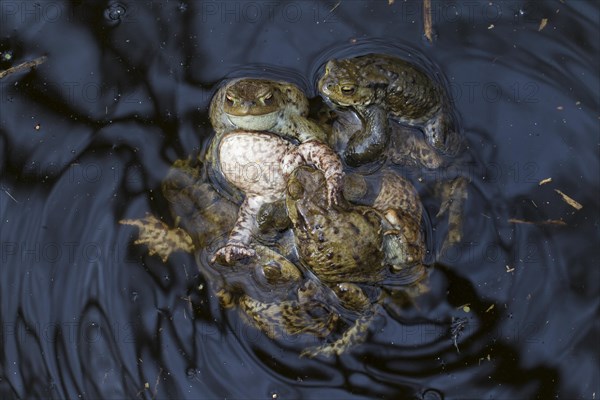 Common toad