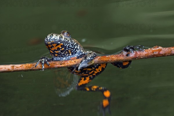 European fire-bellied toad