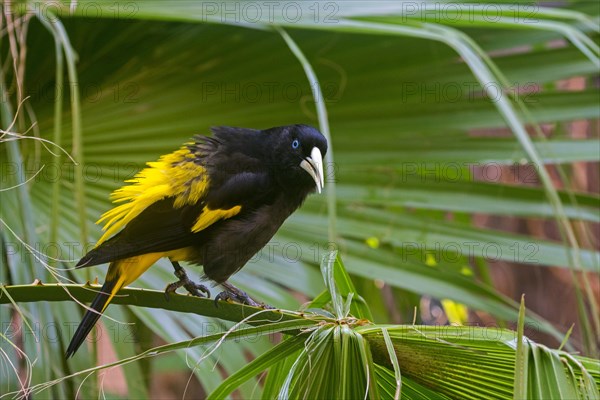 Yellow-rumped cacique