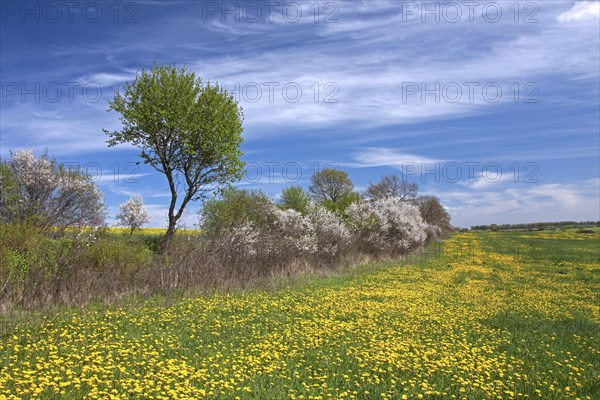 Hedge in spring with flowering Blackthorn