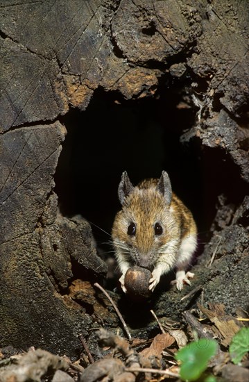 Wood mouse