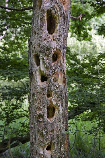 Dead tree trunk in forest riddled by chipped out large holes from woodpecker