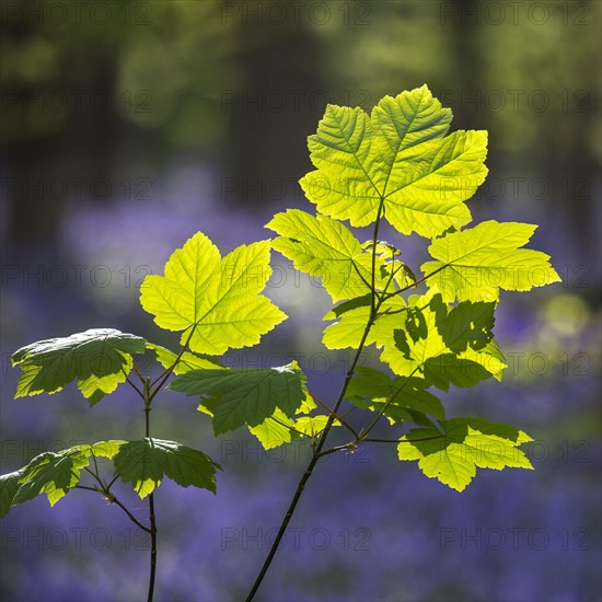 Sycamore maple