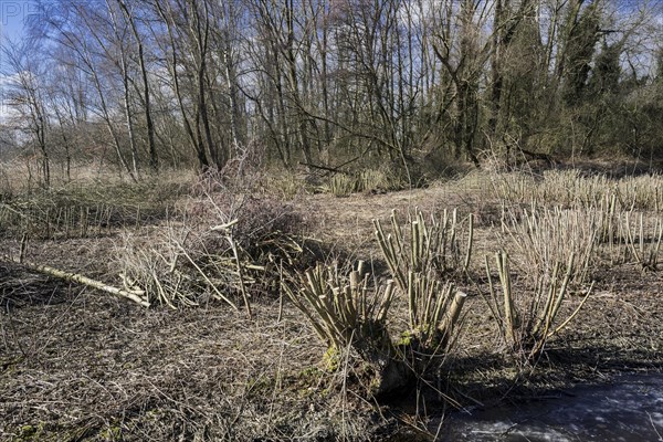 Trimmed willow trees and bundles of cut wood