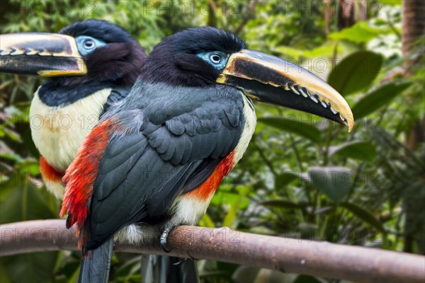 Two chestnut-eared aracaris