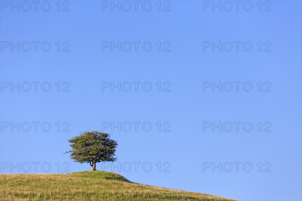 Solitary common hawthorn