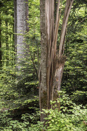 Storm damage in forest showing broken tree trunk