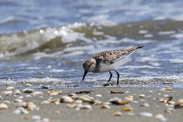 Little stint