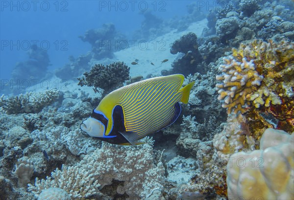 Emperor Angelfish