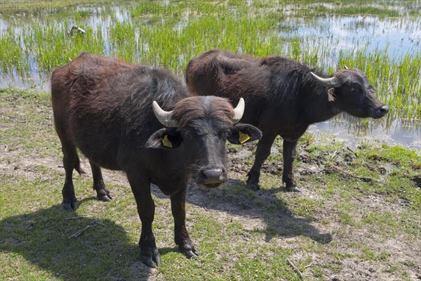 Water buffalo